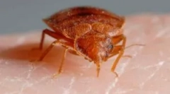 Home bed bugs: opis in značilnosti